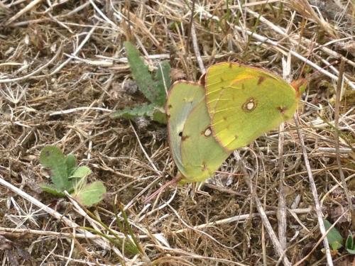 Réf. 191 096 : Colias croceus